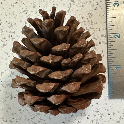 Pinecones - bag of 10