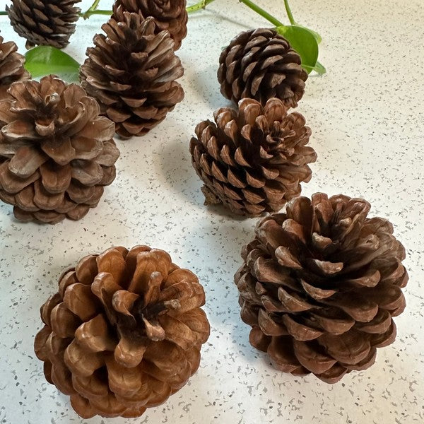 Pinecones - bag of 10